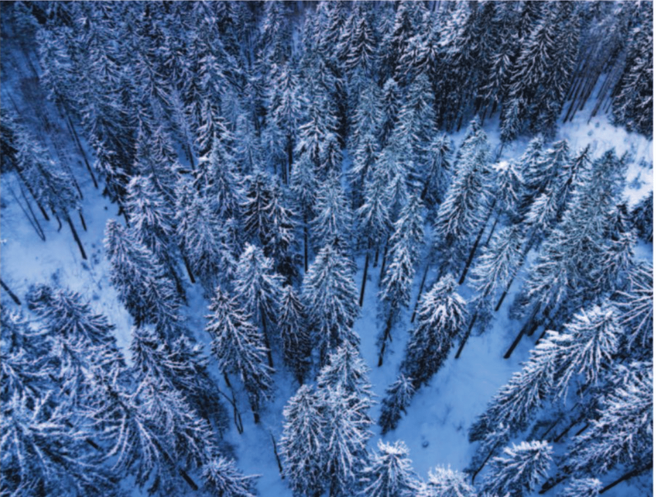 stock photo winter forest